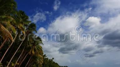 棕榈树上的云